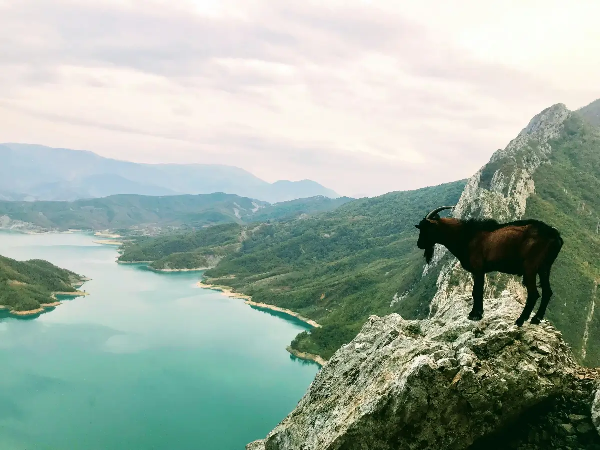 property buying process albania